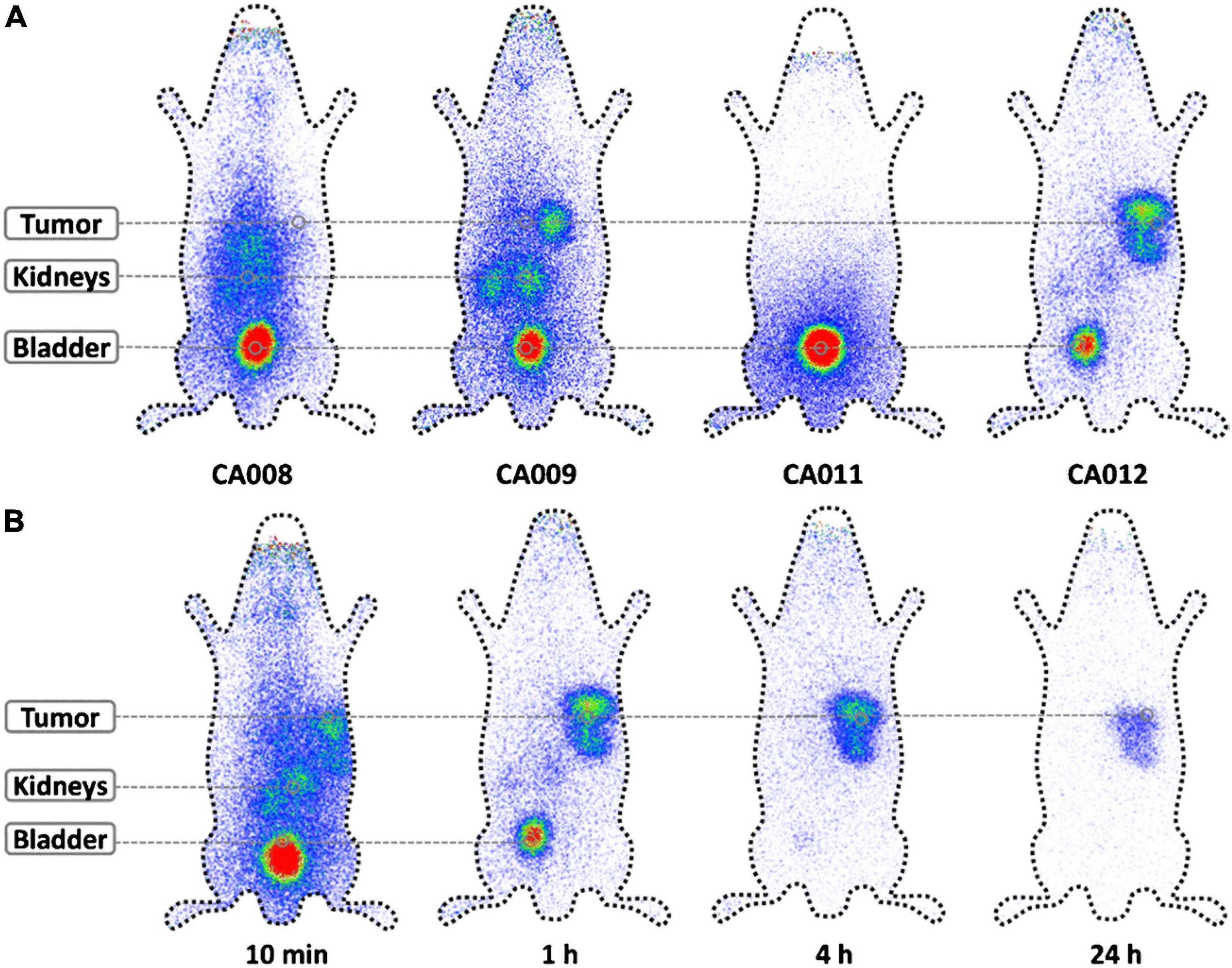 Frontiers  Development of radiopharmaceuticals for targeted alpha