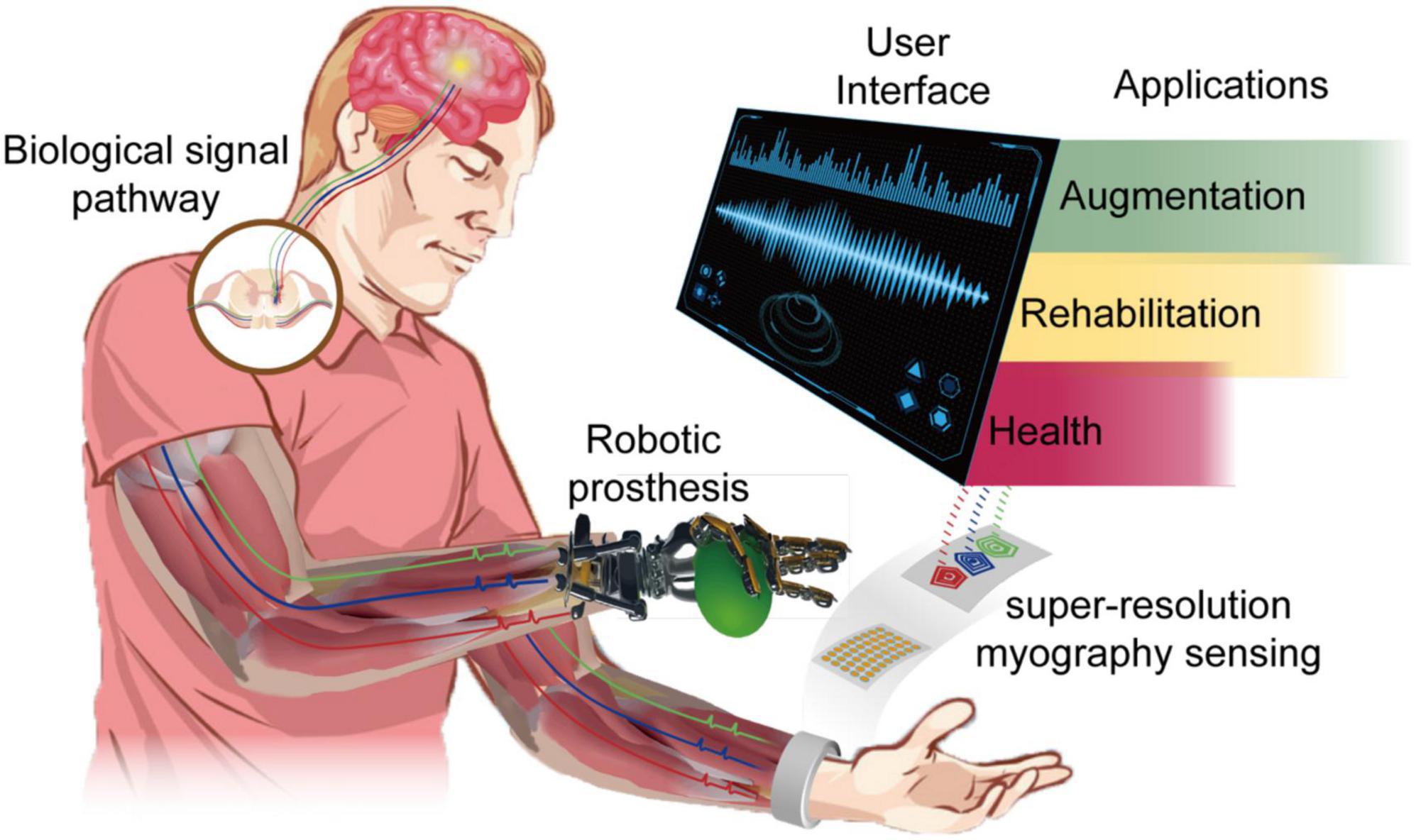 super-resolution muscle–machine Wearable Frontiers interfacing |