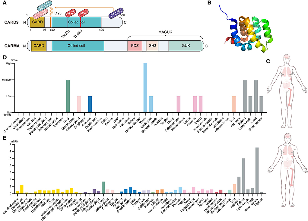 Frontiers  CARD9 in host immunity to fungal, bacterial, viral, and  parasitic infections: An update