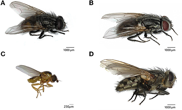 Frontiers  Insects in water towers: Hibernating flies could