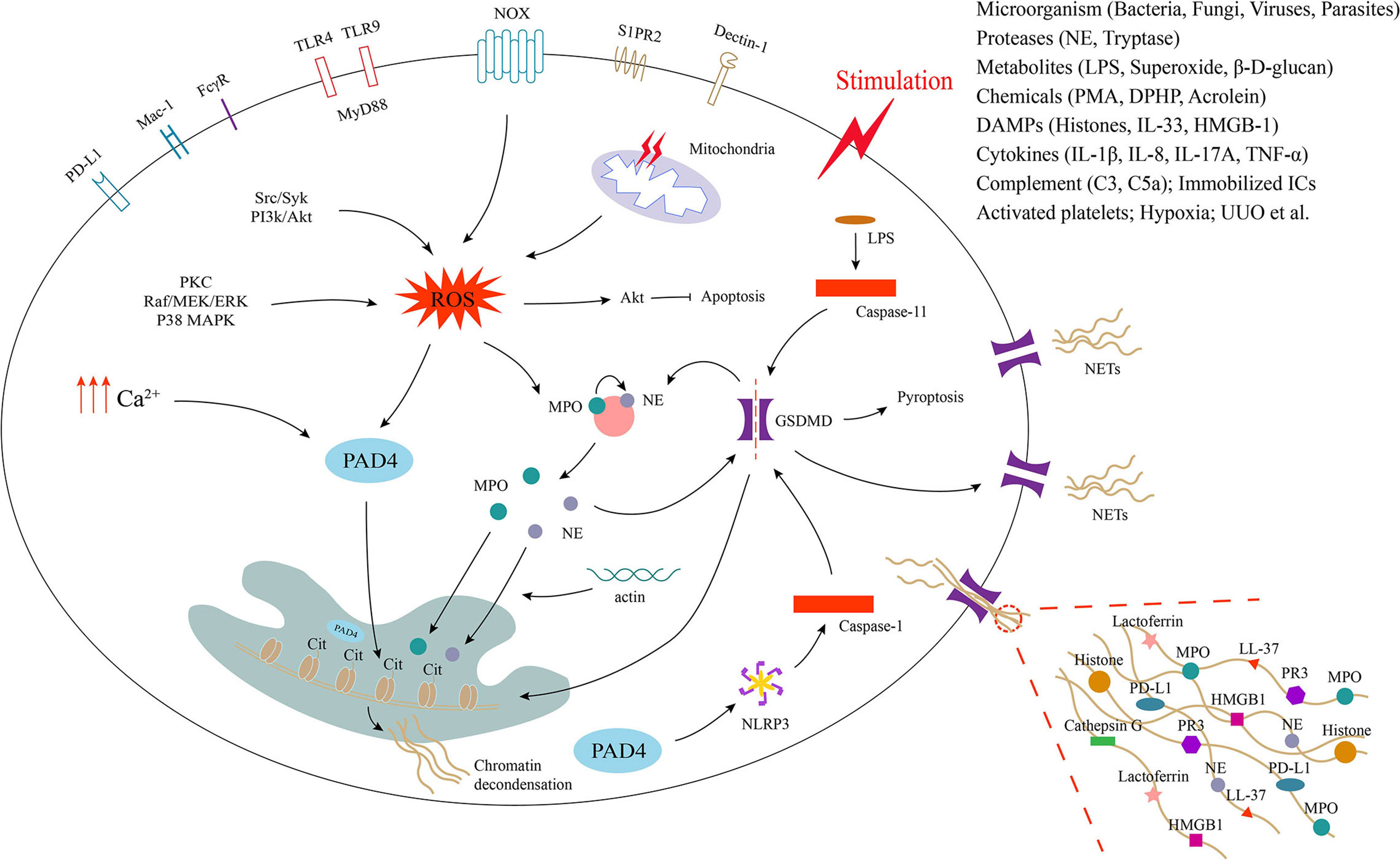 Frontiers  The implication of neutrophil extracellular traps in  nonalcoholic fatty liver disease