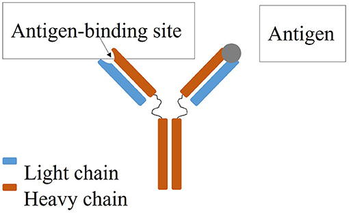 Figure 1 - Antibodies are important molecules in the immune system of humans and other animals.