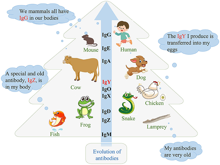Figure 2 - All vertebrates make antibodies, but the classes (types) of antibodies vary across animals.
