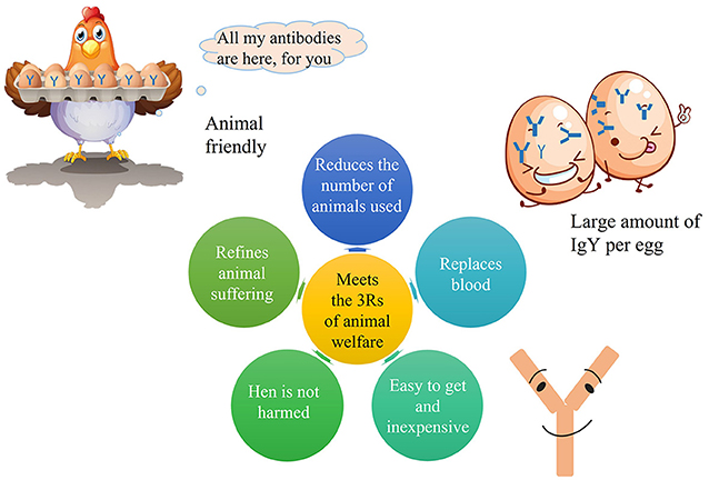 Figure 3 - Using hen eggs for antibody production helps scientists to follow the 3Rs to improve animal welfare.