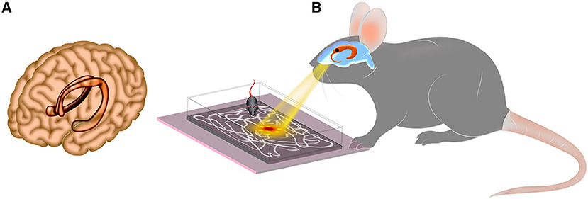 Figure 1 - Place cells in the hippocampus.