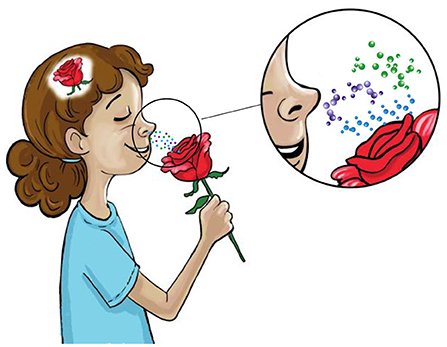 Figure 1 - Representation of smelling.