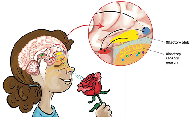 Figure 2 - Smell receptors in the nose.