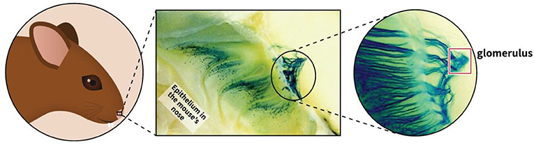 Figure 3 - Organization of olfactory sensory neurons.