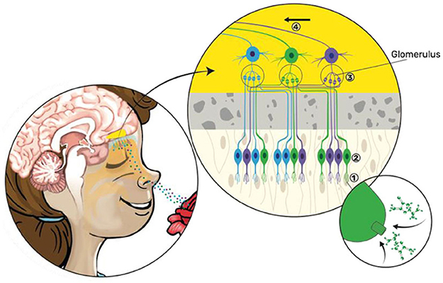 Figure 4 - Anatomical and functional organization of the olfactory system.