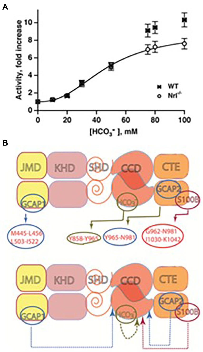 Frontiers  Multilimbed membrane guanylate cyclase signaling