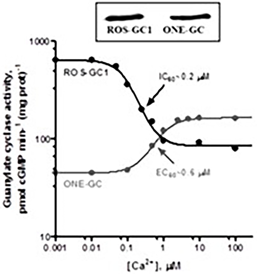 Frontiers  Multilimbed membrane guanylate cyclase signaling