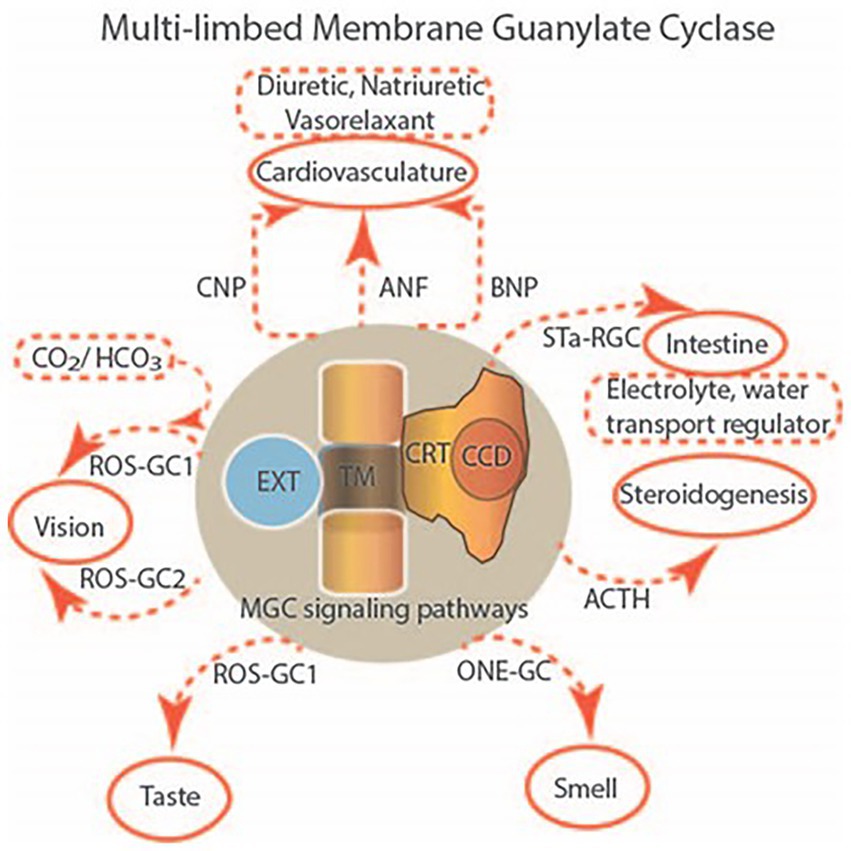 Frontiers  Multilimbed membrane guanylate cyclase signaling