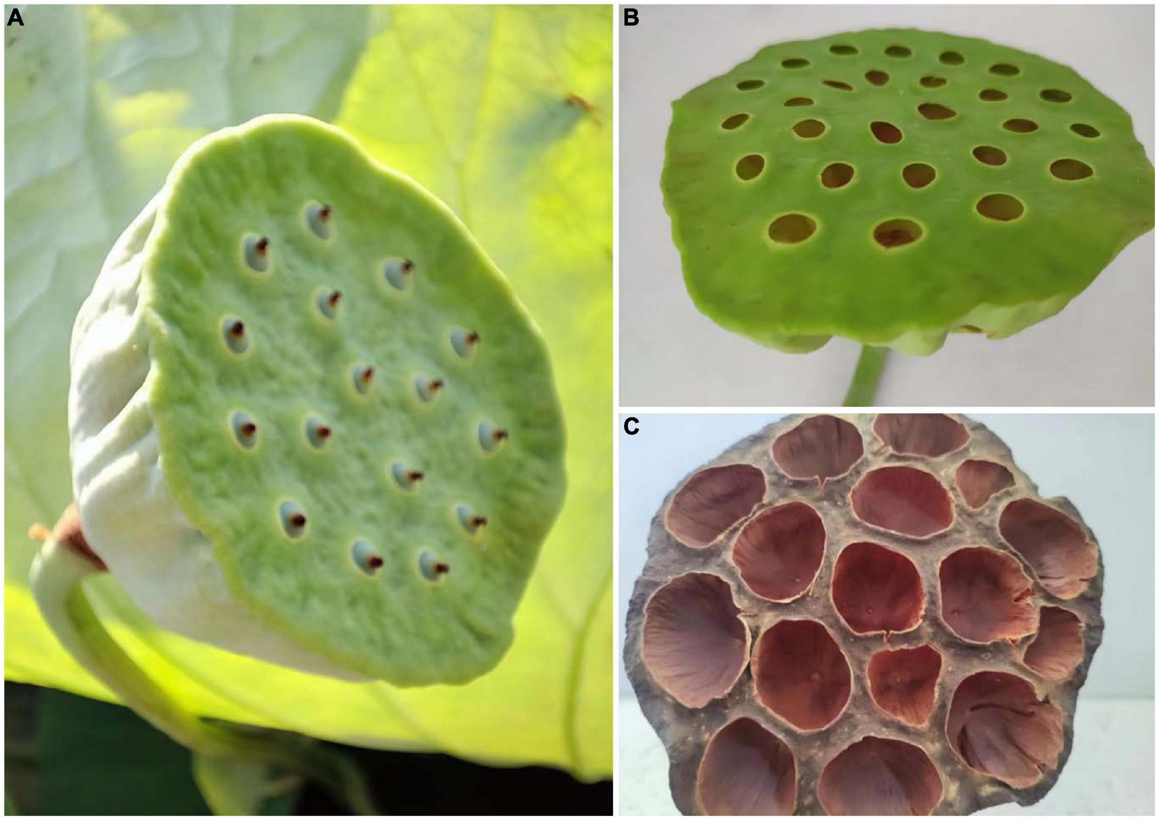 lotus pod skin disease