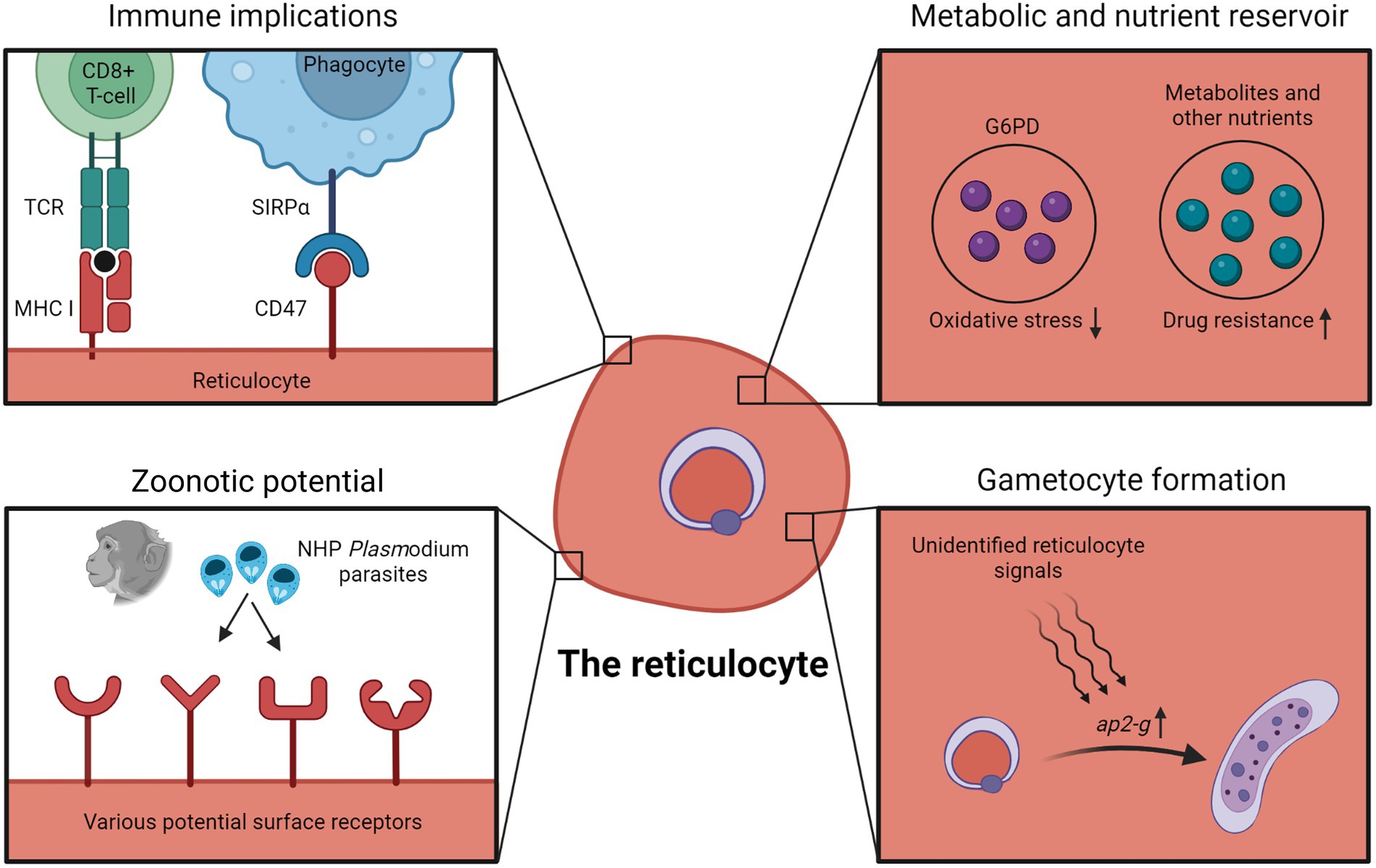 Frontiers  Erythrocyte tropism of malarial parasites: The reticulocyte  appeal