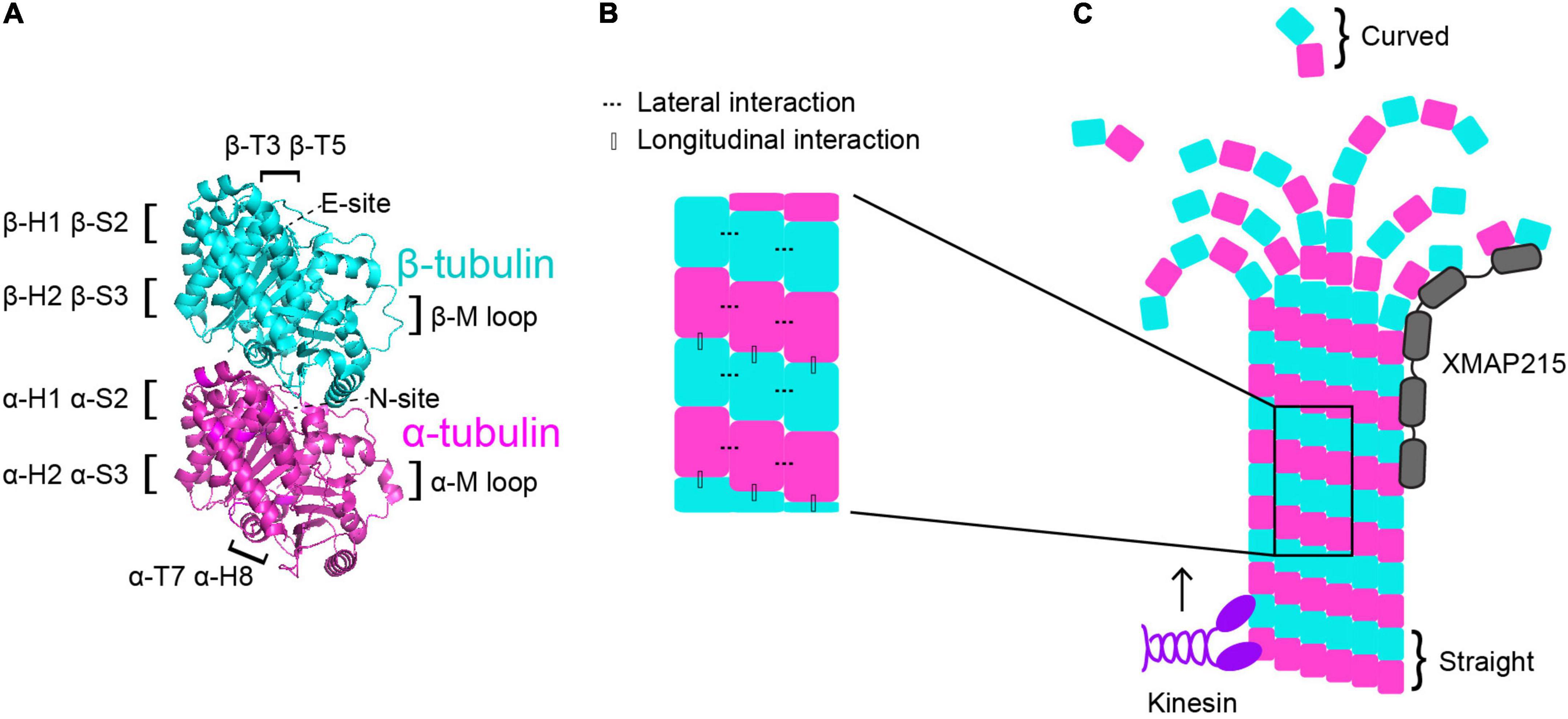Frontiers The molecular biology of tubulinopathies