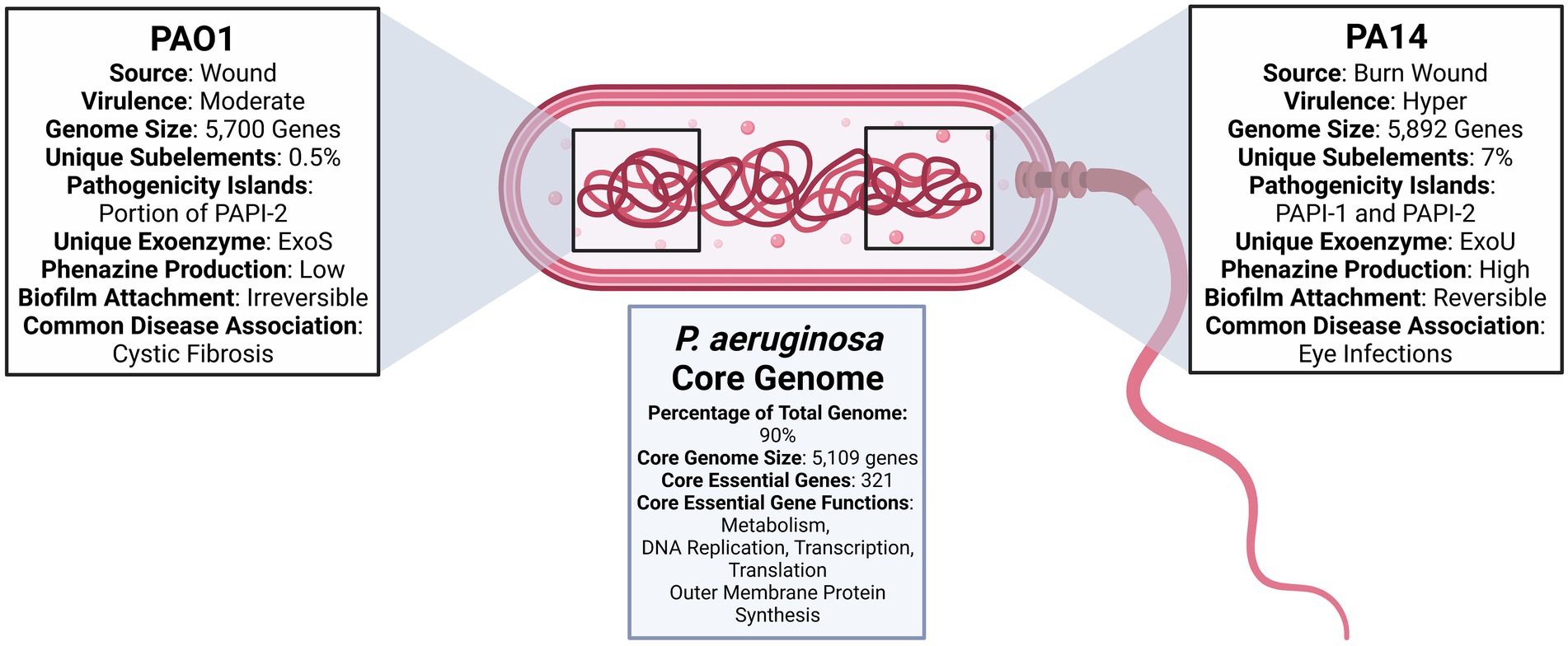 Genomic transformation and social organization during the Copper