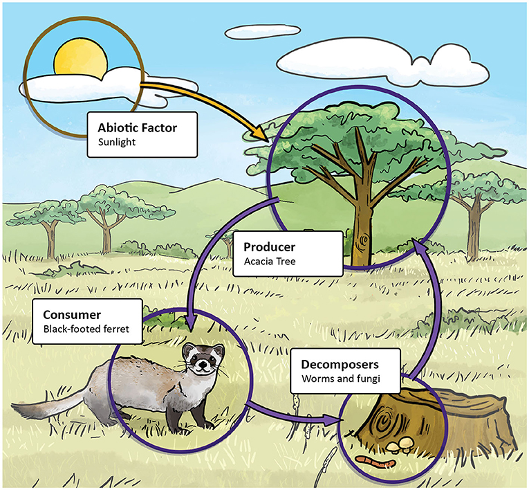 Figure 1 - Producers are plants that can make their own food by converting sunlight into energy, and they also release oxygen into the atmosphere.