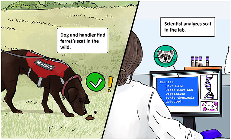 Figure 2 - When dogs find the source of an odor that they have been trained to detect—like the odor of black-footed ferret scat—they can notify their human handler by changing their behavior (sitting, barking, or standing still).