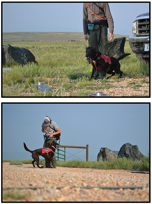 Figure 3 - Benny (above) and Finn (below) are working with Lauren Wendt to detect black-footed ferret scat.