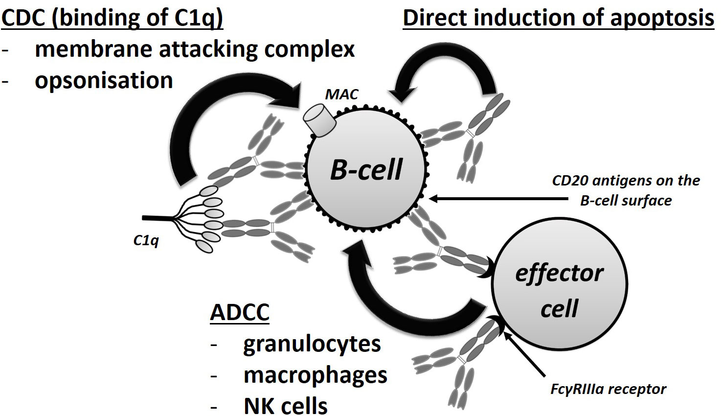 Use of B-Cell–Depleting Therapy in Women of Childbearing Potential