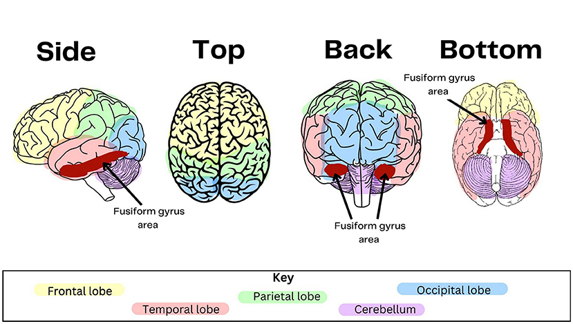 Figure 1 - The dark red color shows the fusiform gyrus areas in the brain from the side, top, back, and bottom.
