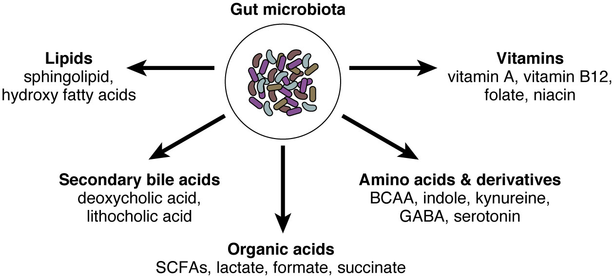 Microbial ecology perturbation in human IgA deficiency