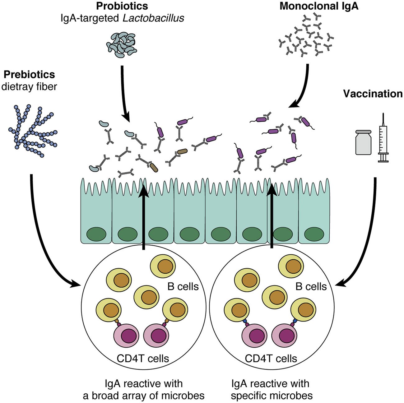 Microbial ecology perturbation in human IgA deficiency