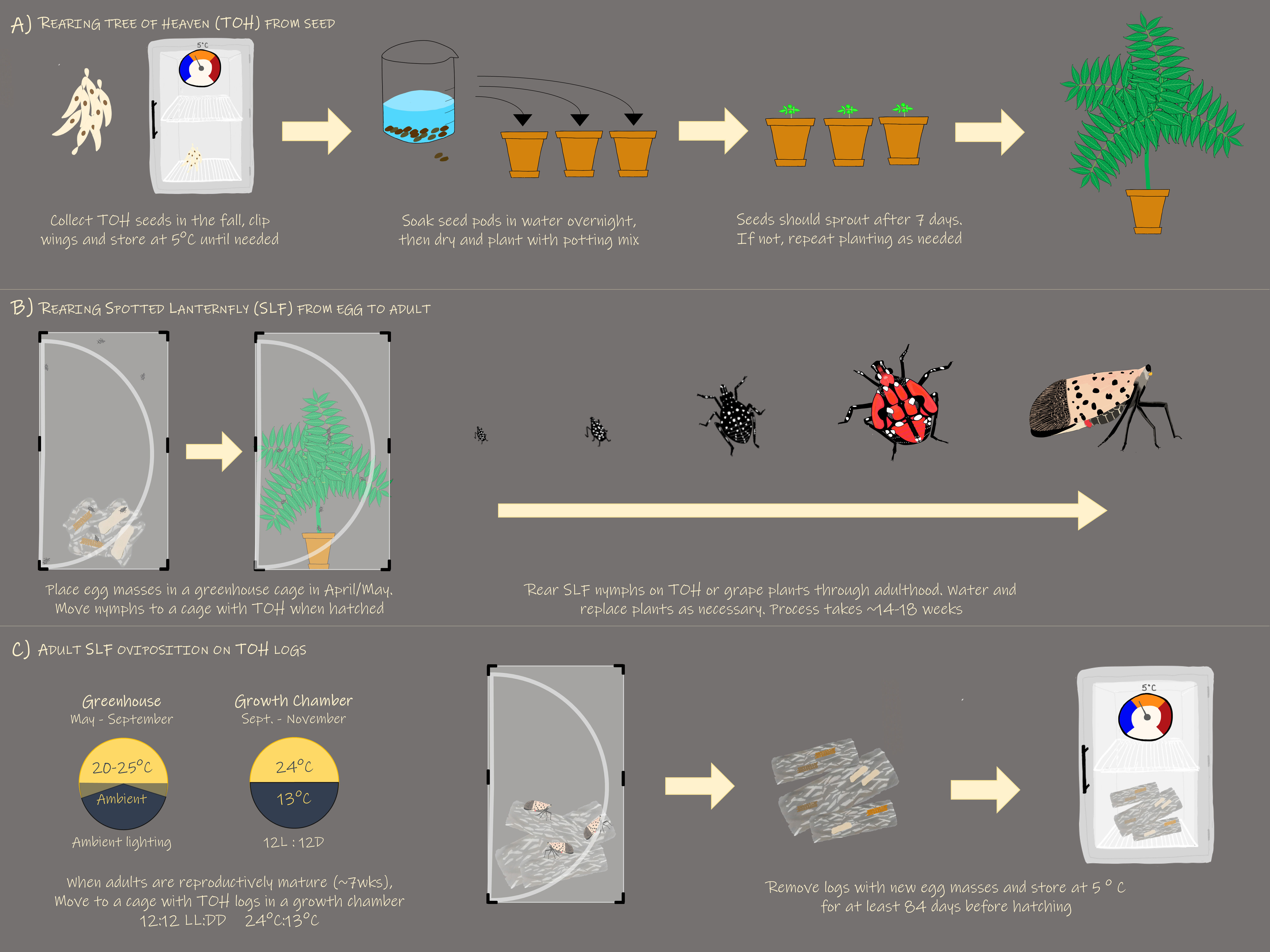 Frontiers  The Axenic and Gnotobiotic Mosquito: Emerging Models for  Microbiome Host Interactions