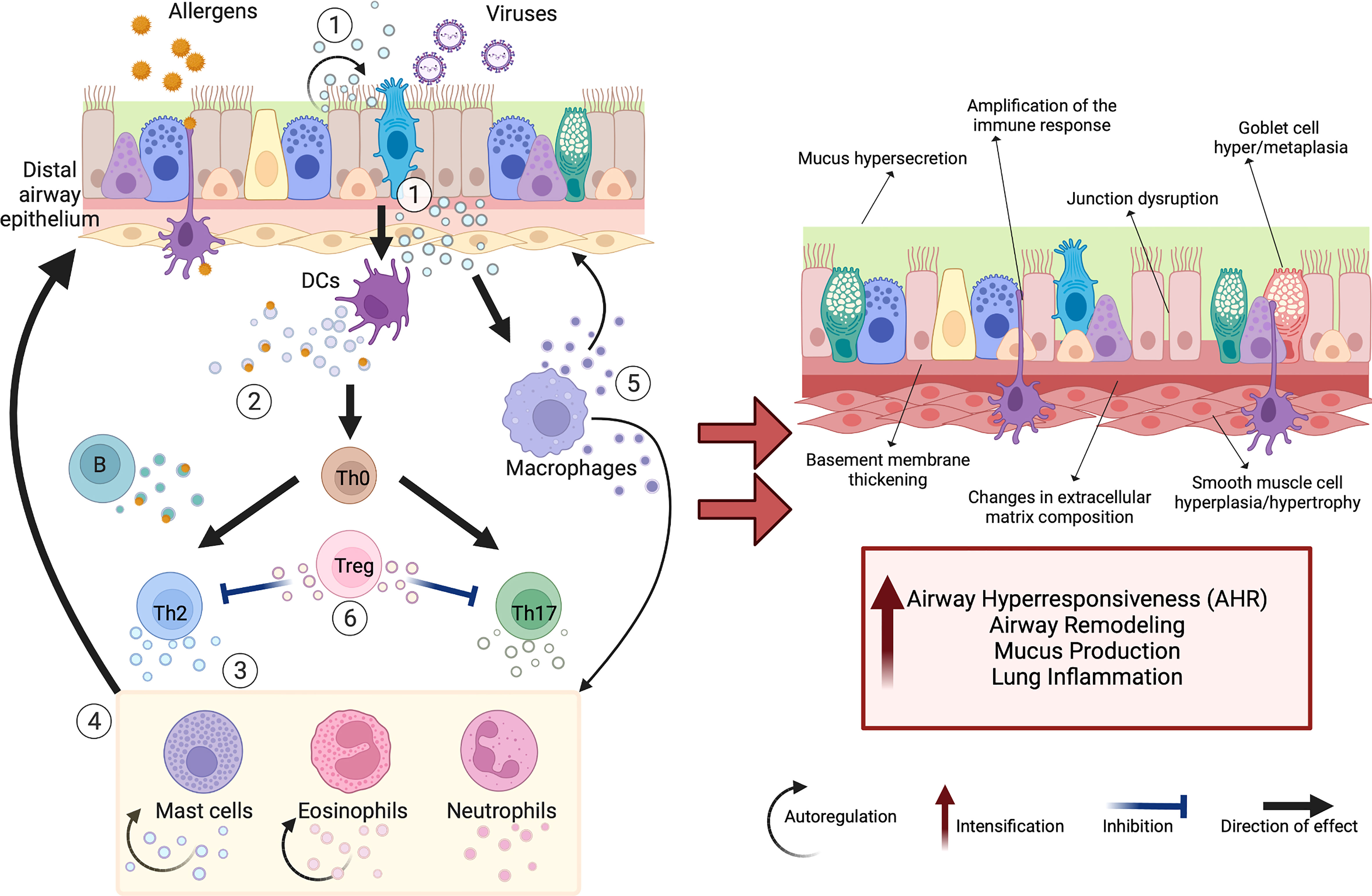 How LPS prevents or promotes development of asthma and allergic