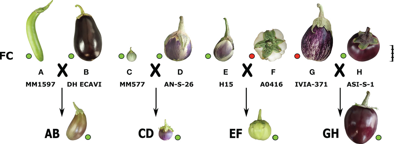 Representative fruits of each of the scarlet eggplant complex (S