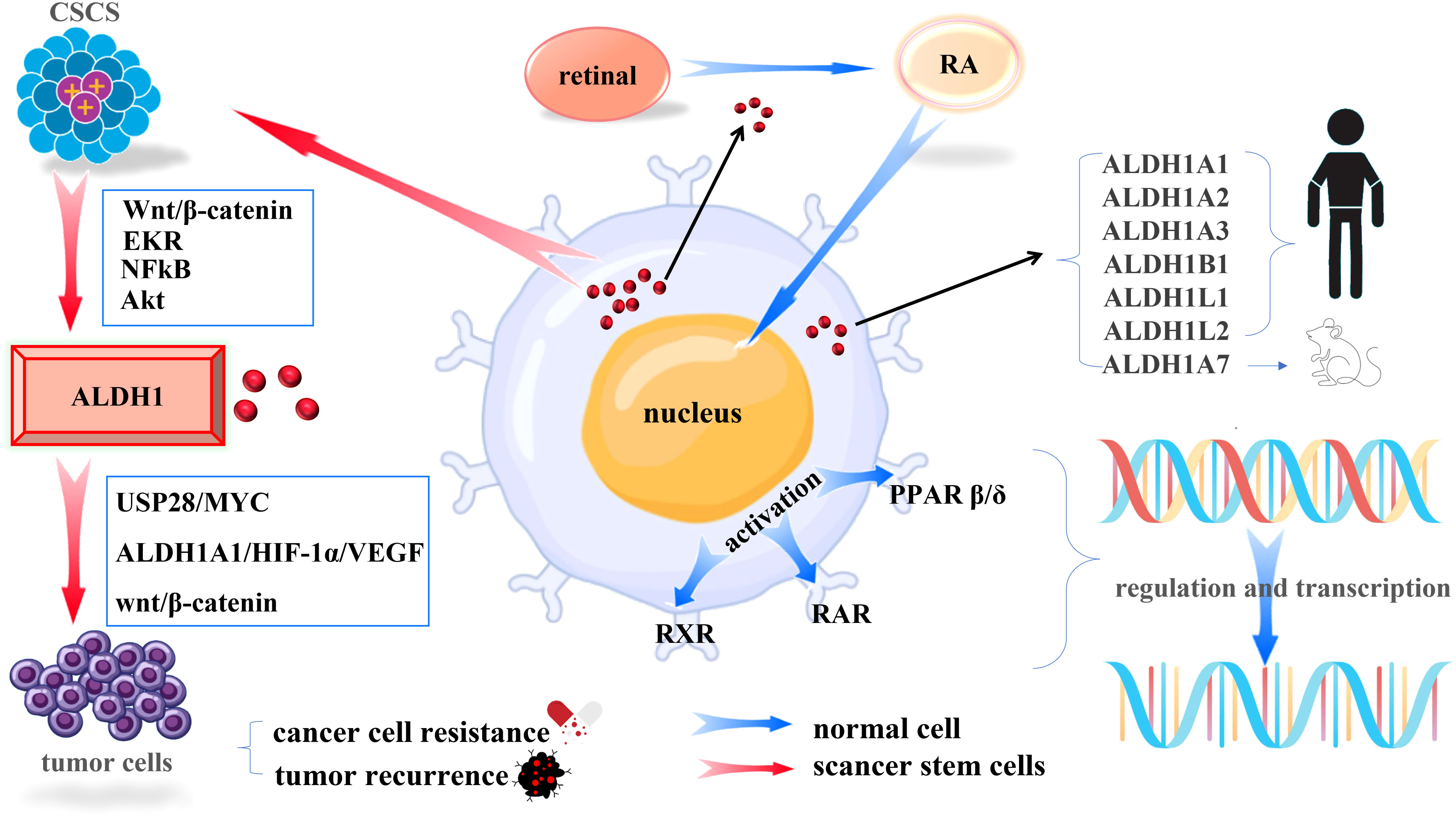 Frontiers  MicroRNA-34a: Potent Tumor Suppressor, Cancer Stem Cell  Inhibitor, and Potential Anticancer Therapeutic