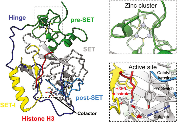 Frontiers | Targets of histone H3 lysine 9 methyltransferases