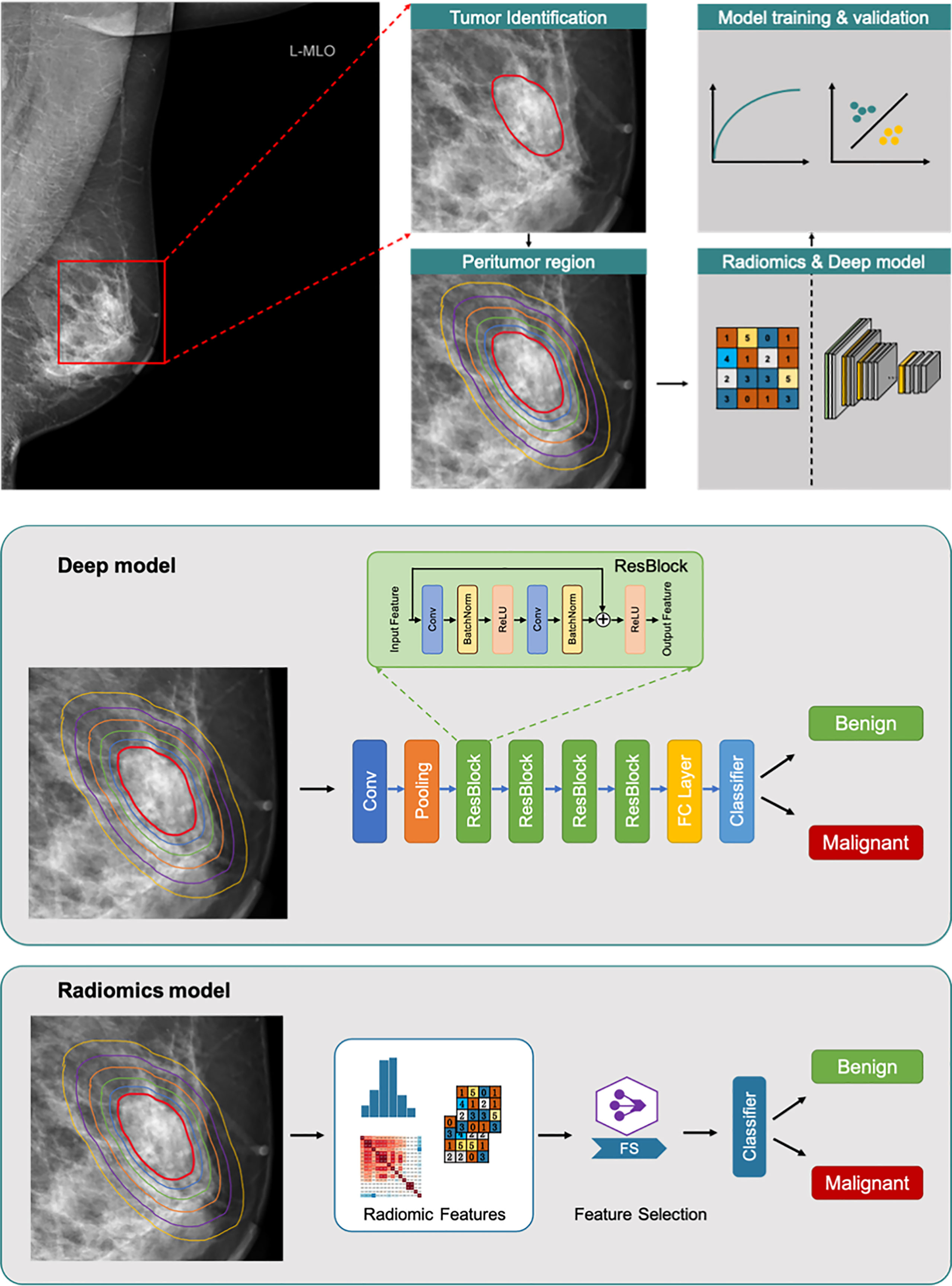 Frontiers  Evaluation of the peritumoral features using radiomics and deep  learning technology in non-spiculated and noncalcified masses of the breast  on mammography