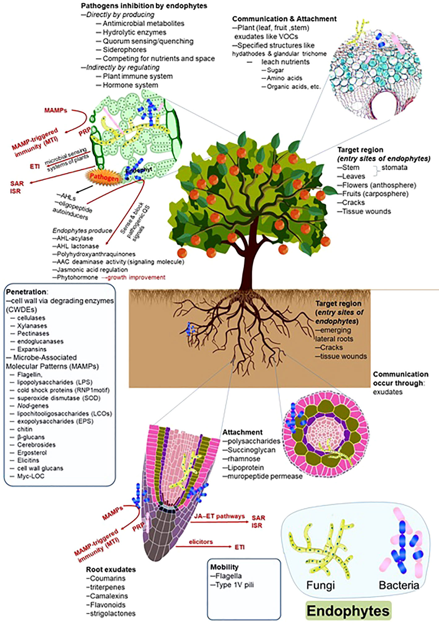 Extra high superoxide dismutase in host tissue is associated with