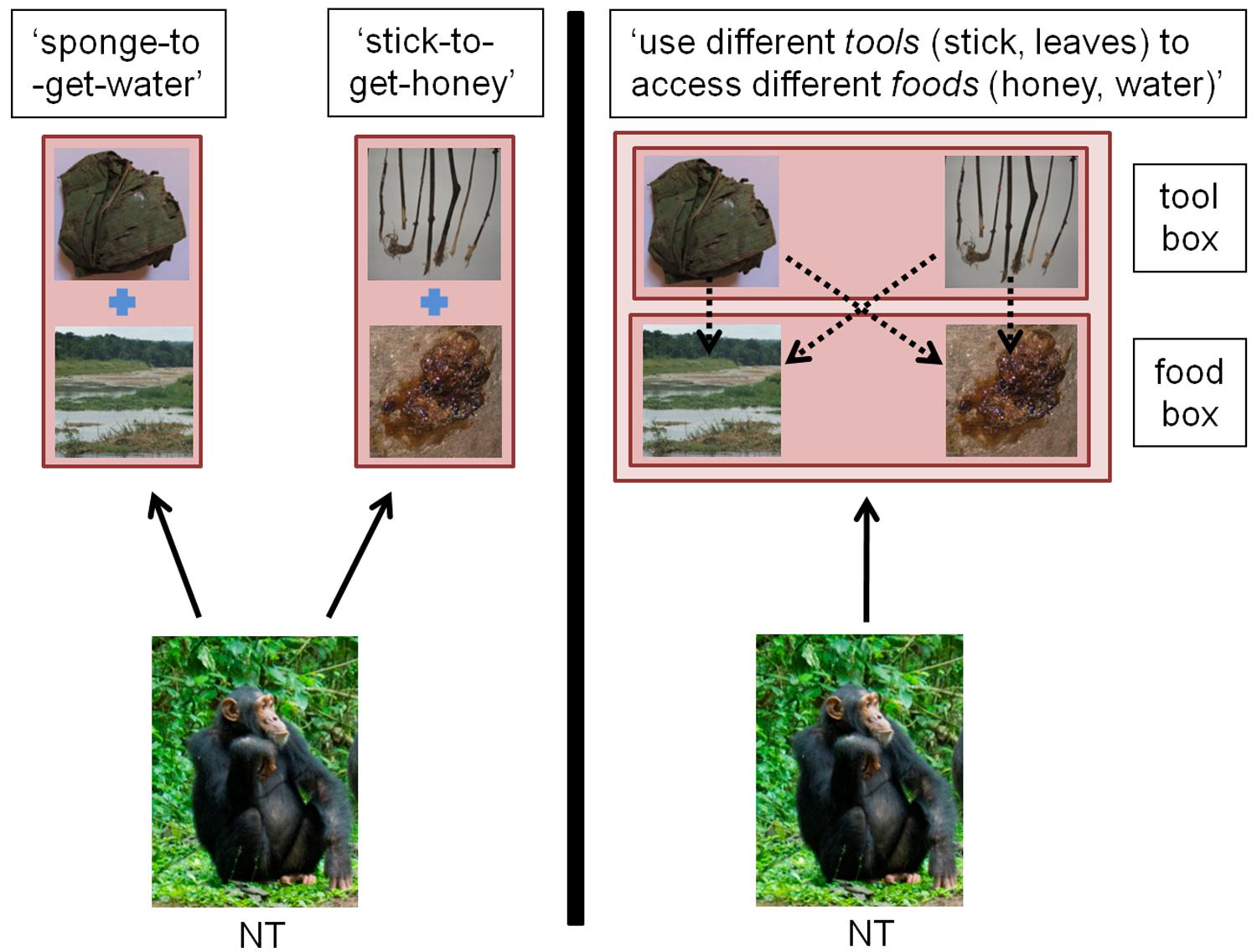 Frontiers Apes Have Culture But May Not Know That They Do Psychology