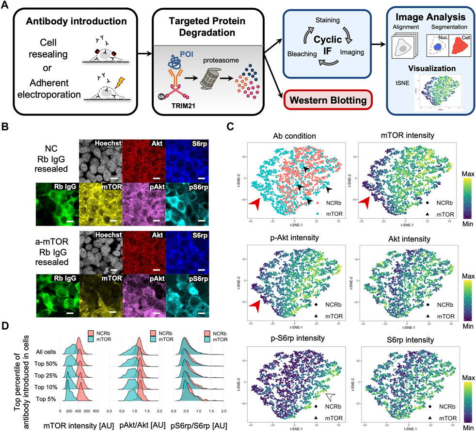 Frontiers  Live-cell analysis framework for quantitative phase