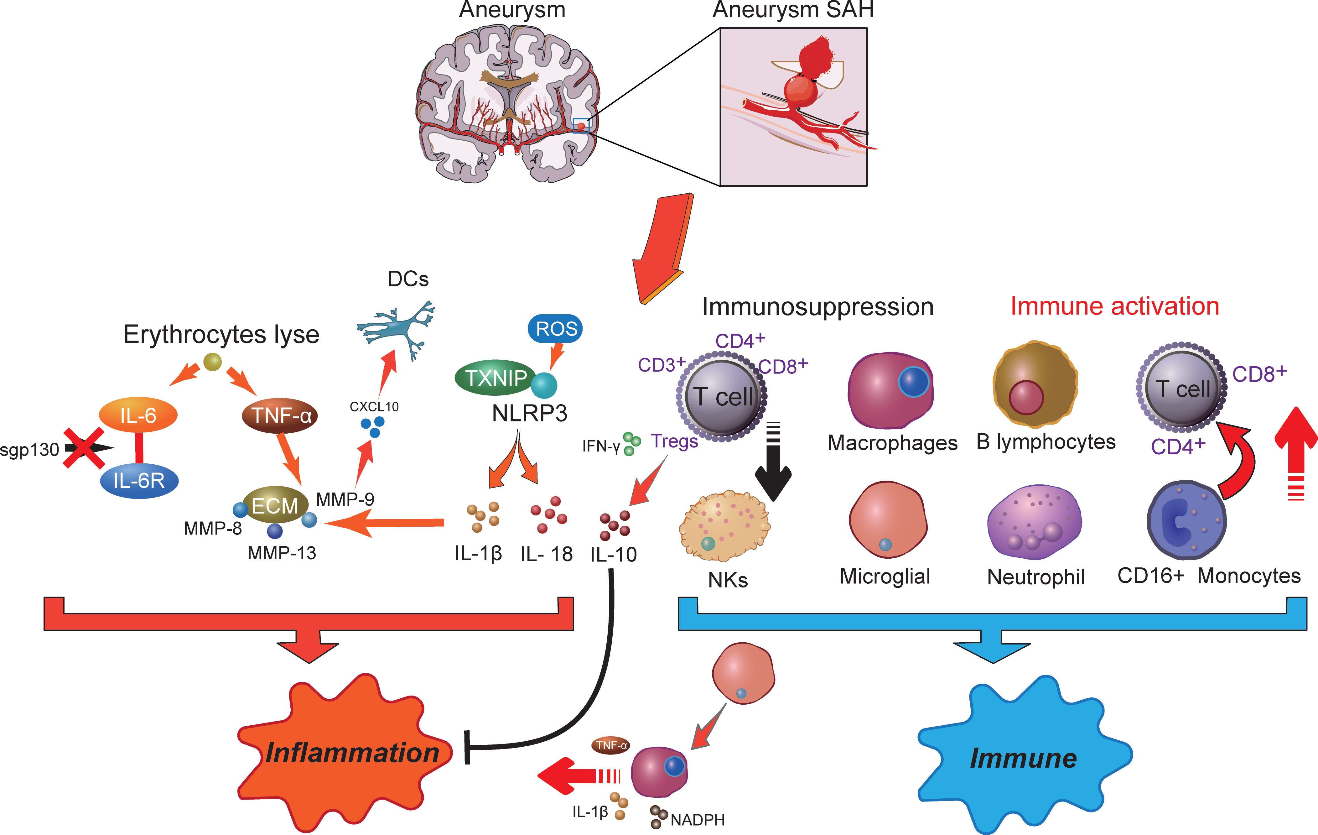 Frontiers  Inflammation and immune cell abnormalities in