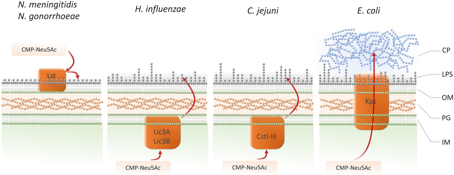 endoneuraminidase n and vimr