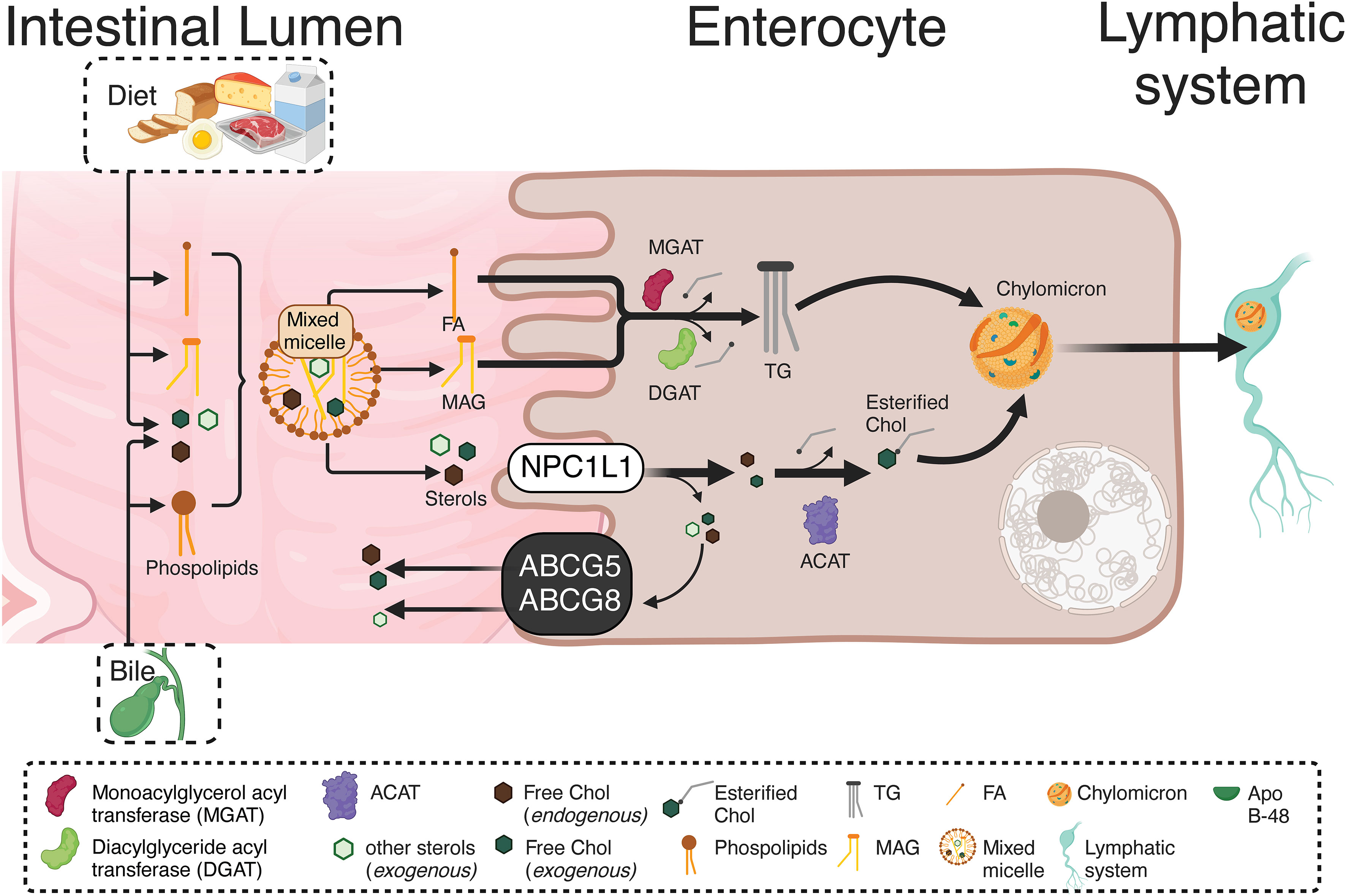 PDF) Ex vivo model exhibits protective effects of sesamin against