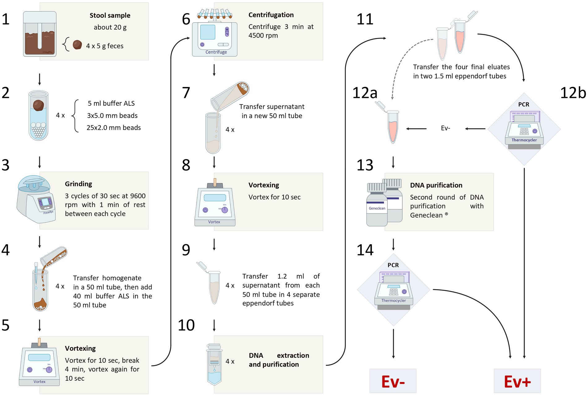 Frontiers A PCR based Method For The Diagnosis Of 41 OFF