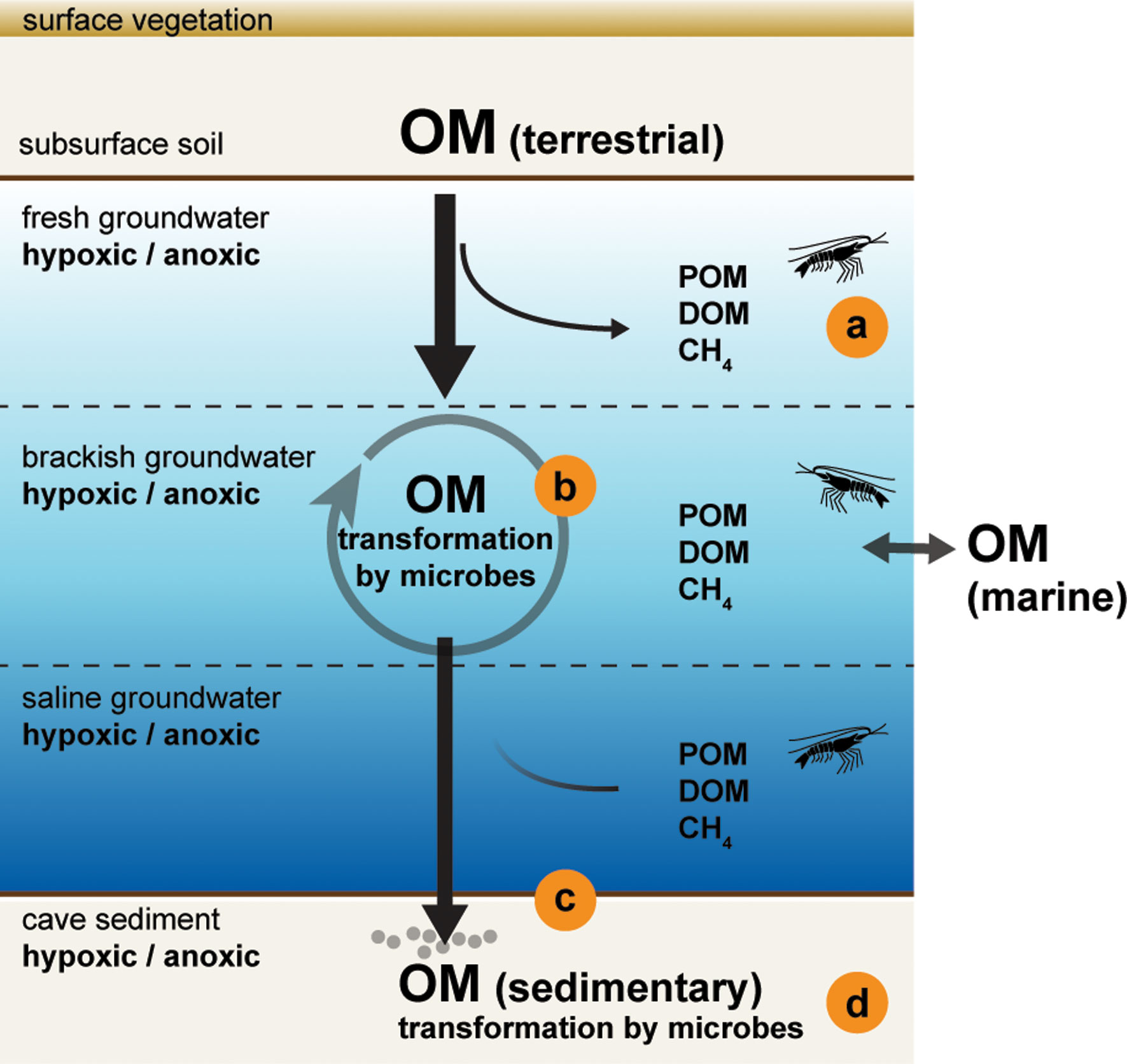 Mayaweckelia-troglomorpha.jpg