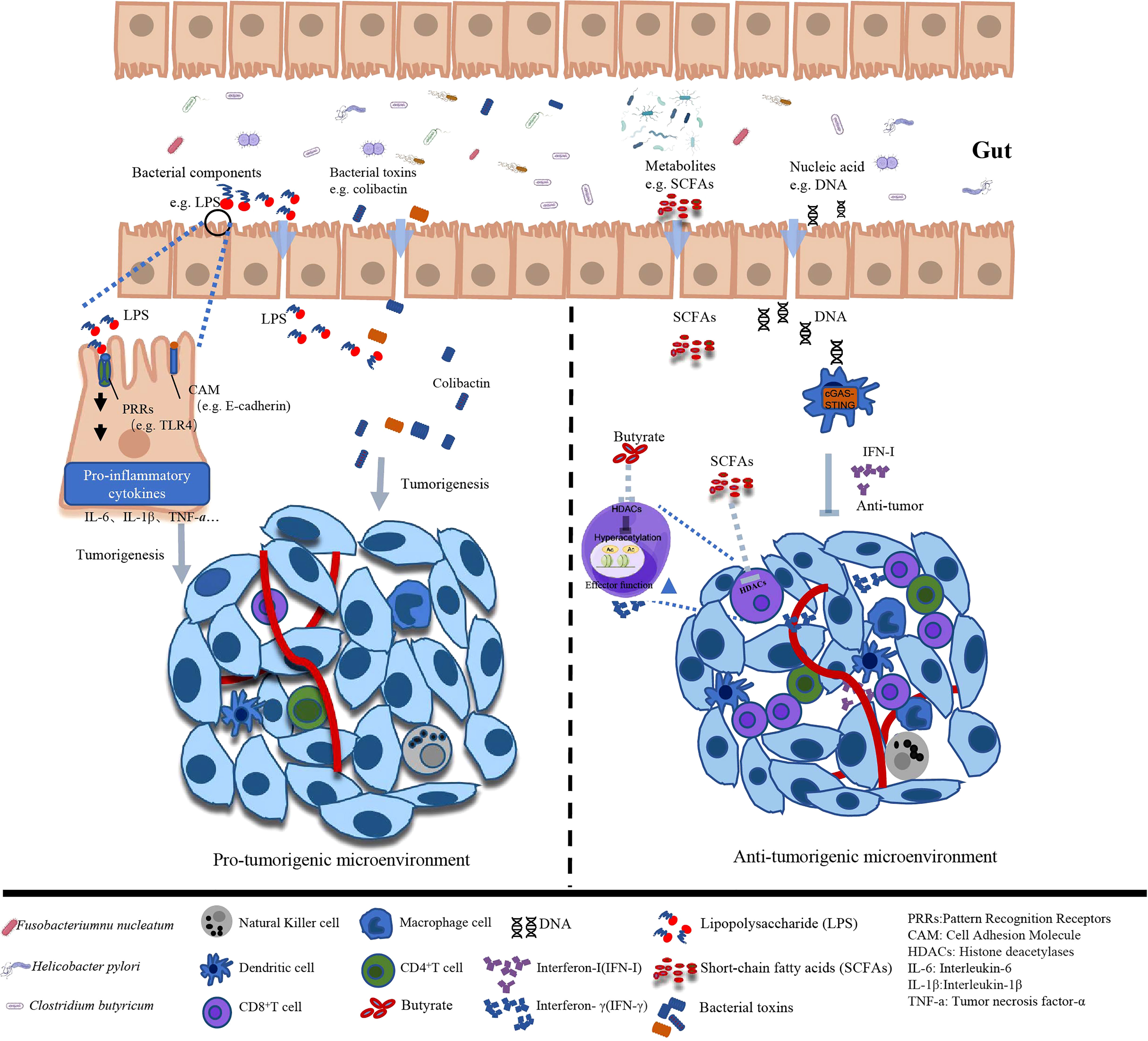 Systemic IgG repertoire as a biomarker for translocating gut