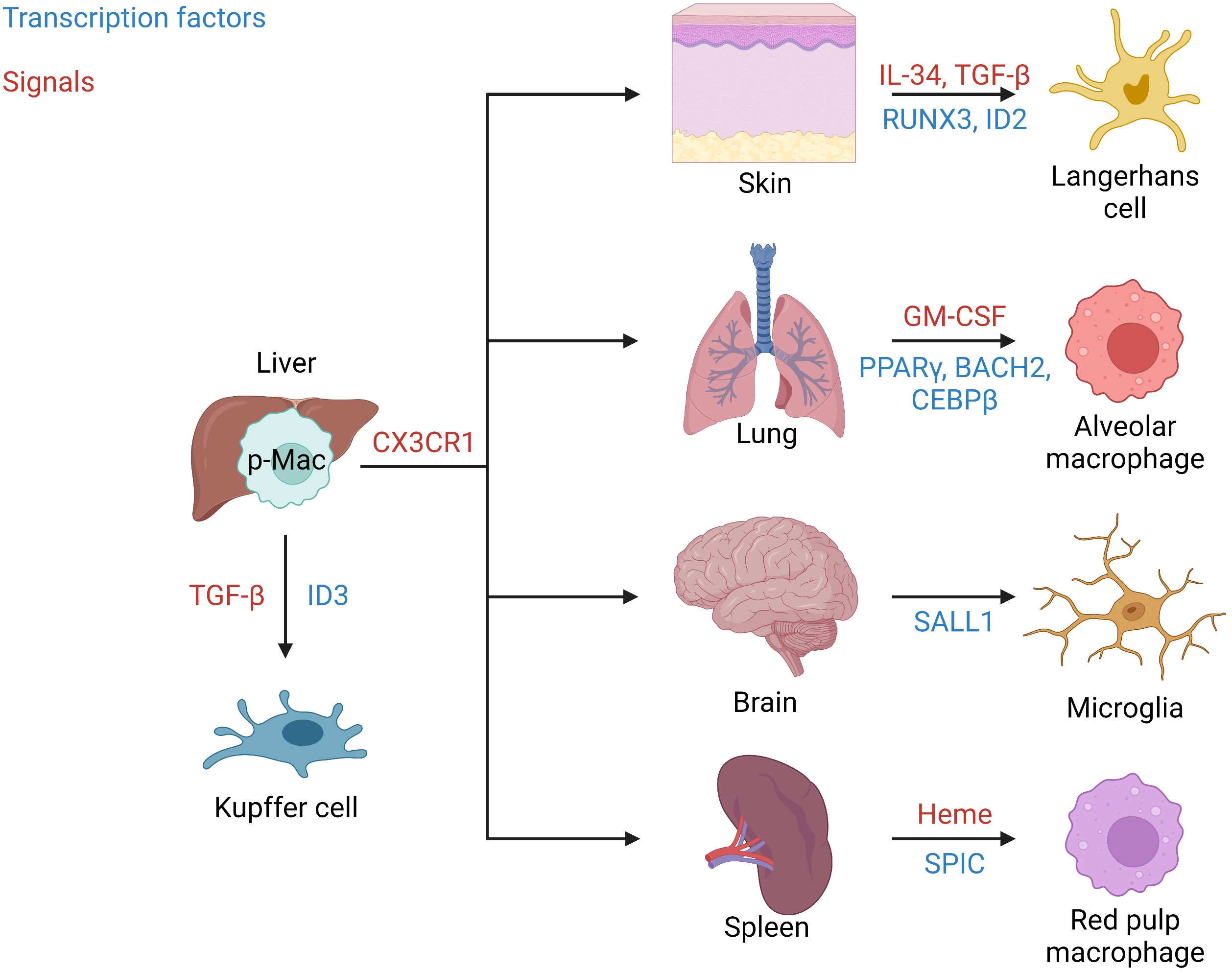 Frontiers  Splenic protection network revealed by transcriptome