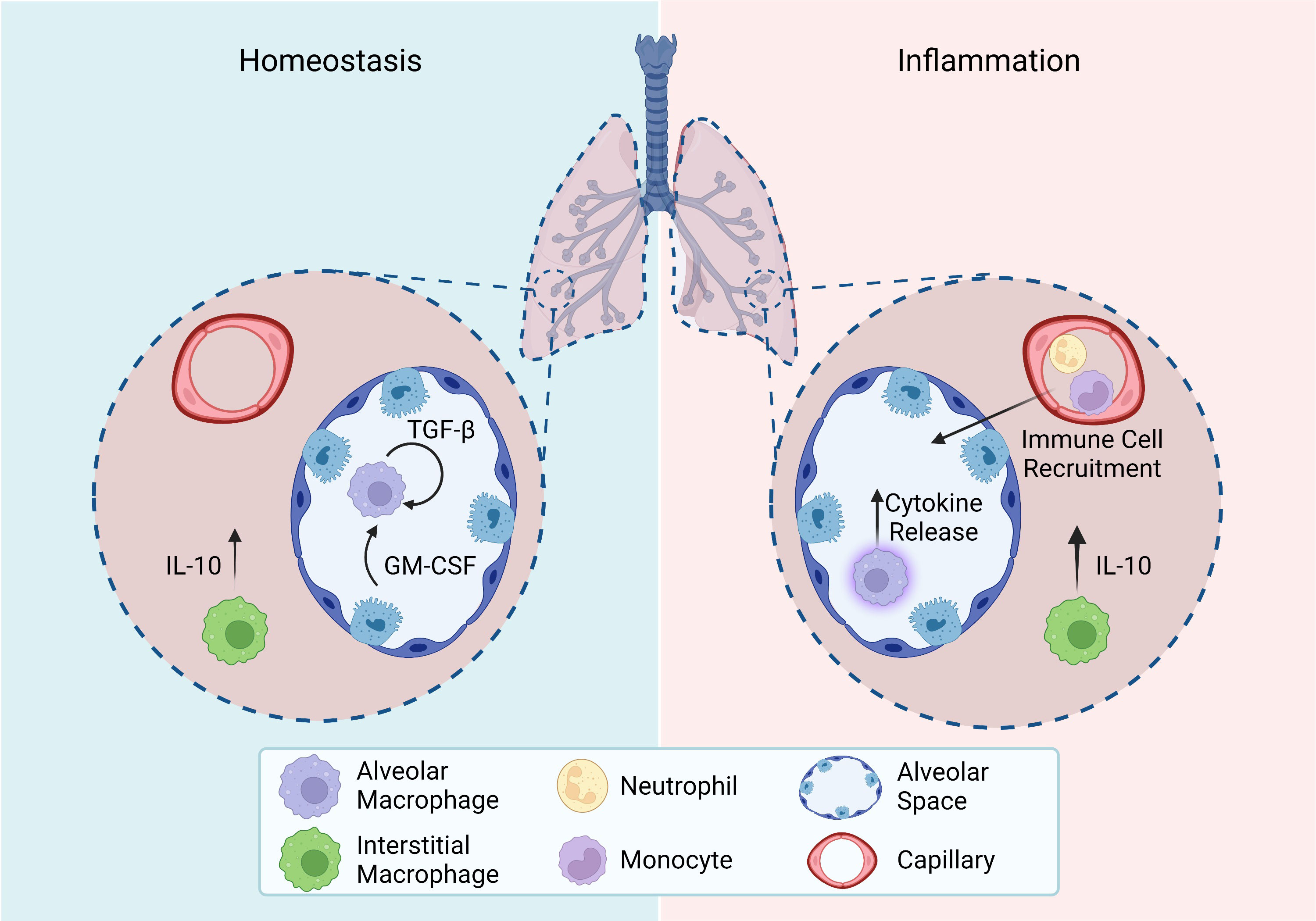 Frontiers | Resident macrophages of the lung and liver: The guardians ...