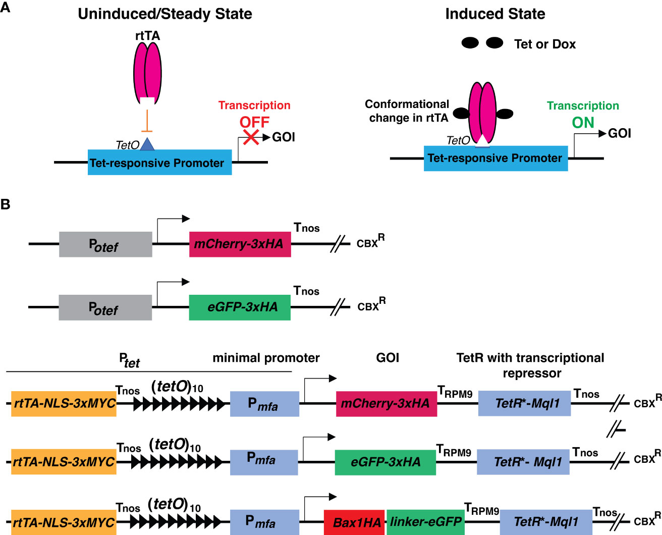 PDF) Intra-promoter switch of transcription initiation sites in