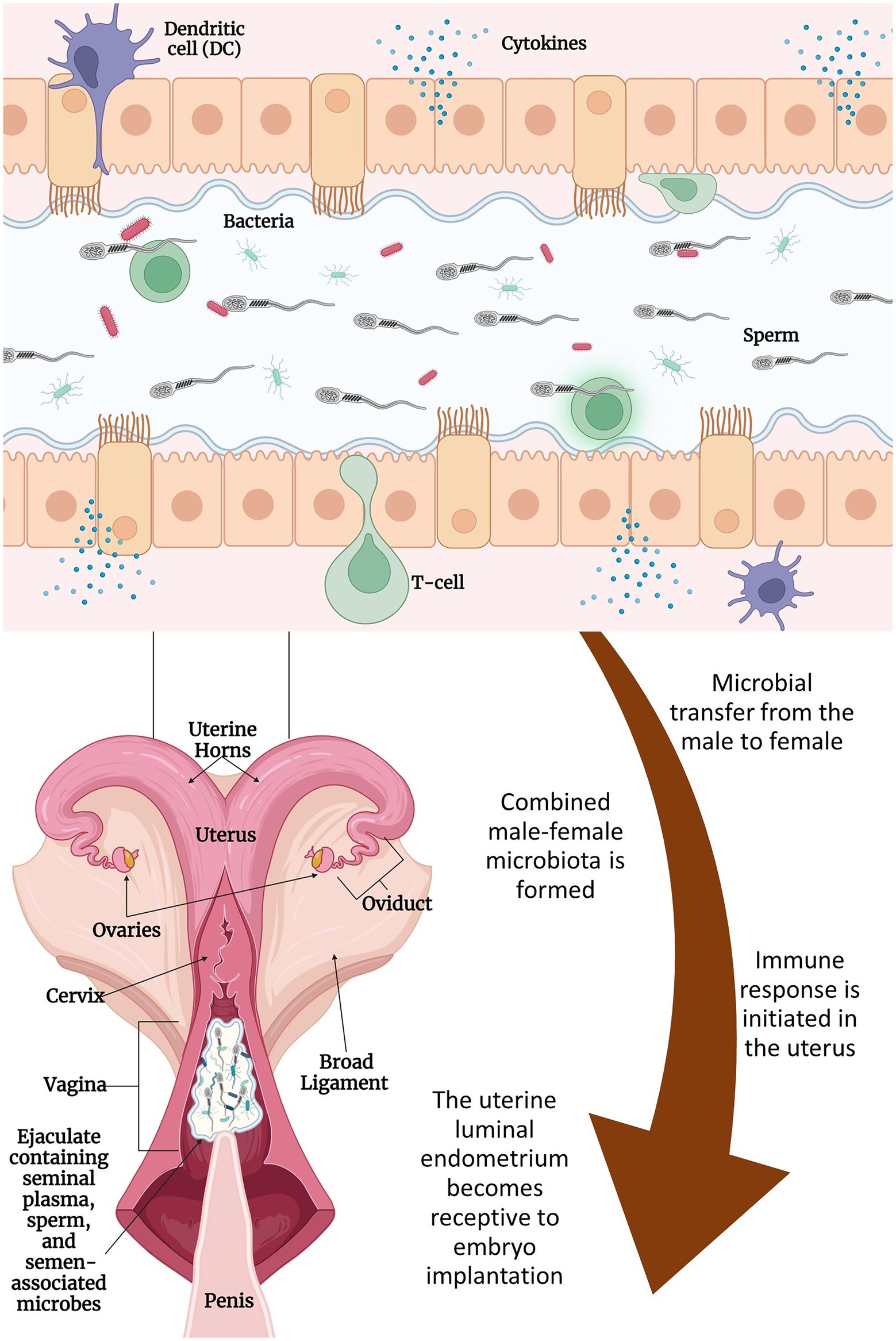 Frontiers | Seminal and vagino-uterine microbiome and their individual and  interactive effects on cattle fertility