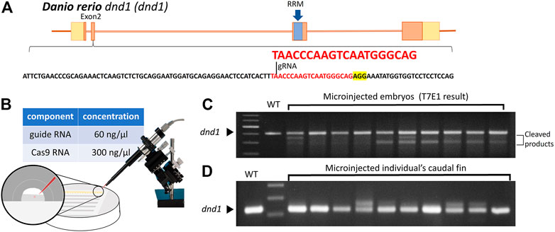 Functional Manipulation of Maternal Gene Products Using In Vitro Oocyte  Maturation in Zebrafish