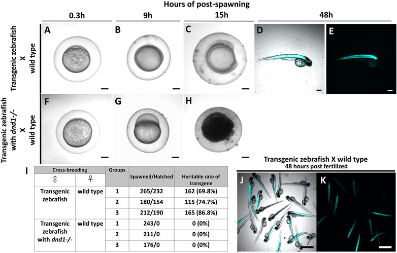 Klara - Un poisson transparent pour la recherche sur le vieillissement -  Inactivation de la pigmentation à l'aide de CRISPR/Cas9