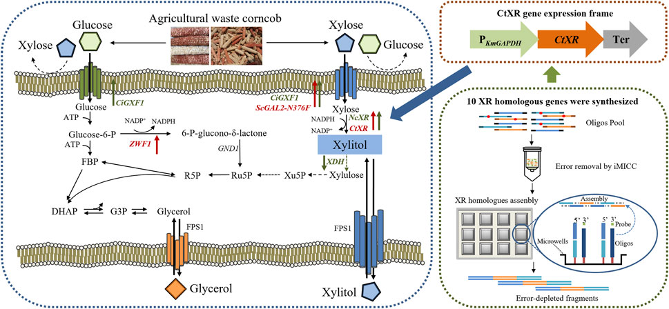Frontiers | Lignocellulosic xylitol production from corncob using ...