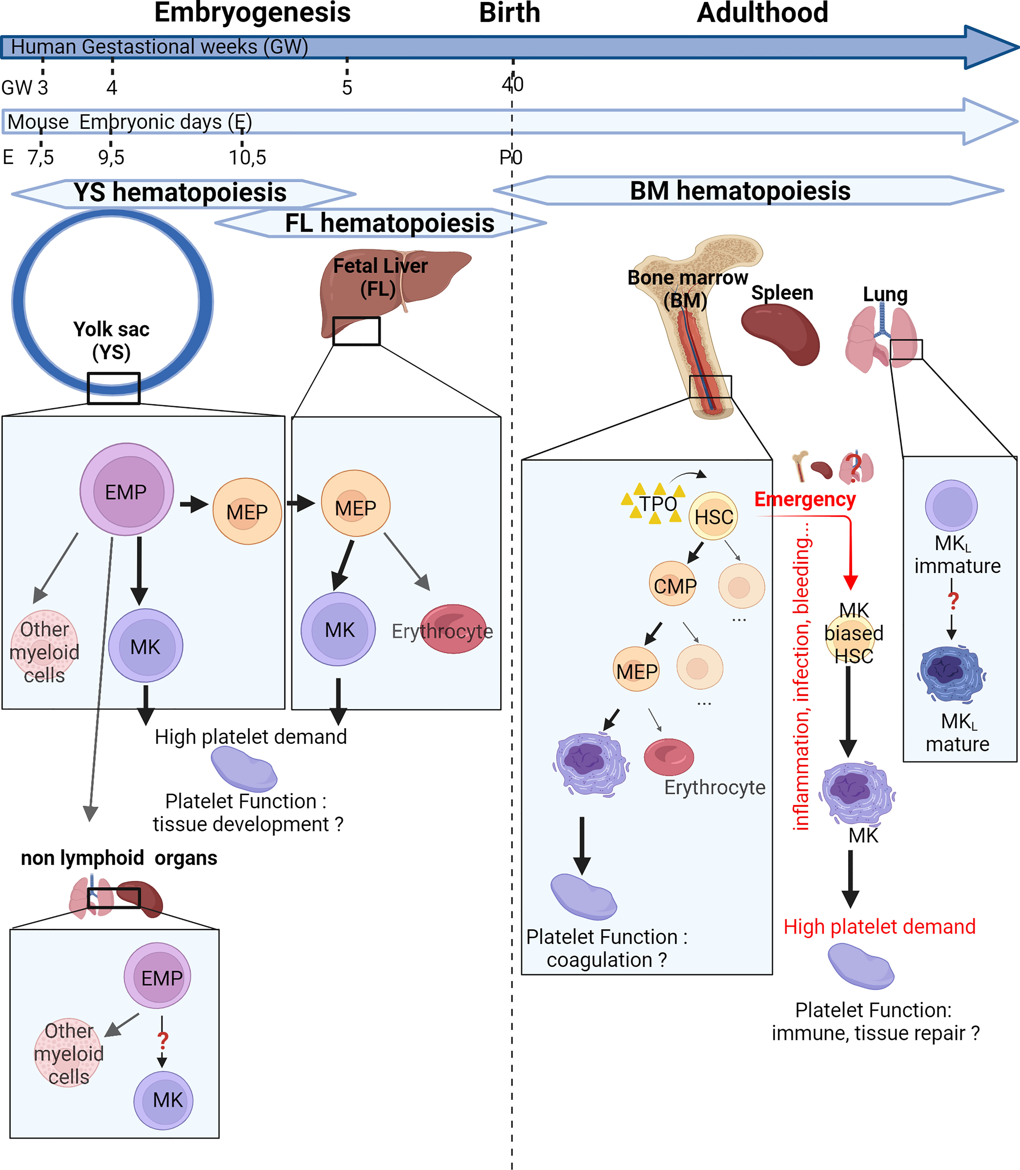 Frontiers Occurrence And Role Of Lung Megakaryocytes In Infection And 